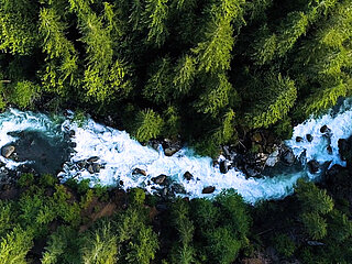 Sustainability Forest forest with river